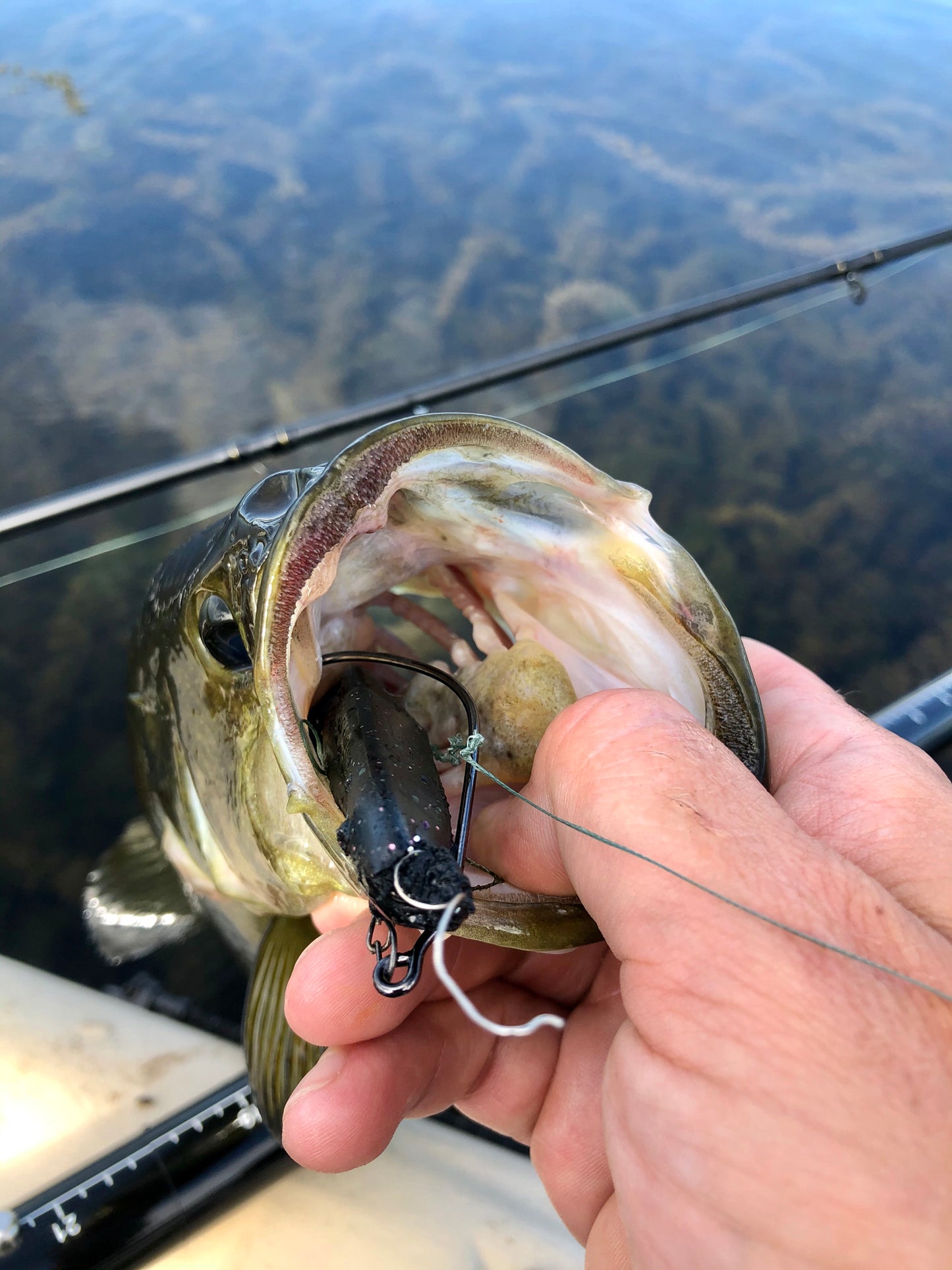 Teaser Toads (4.25")