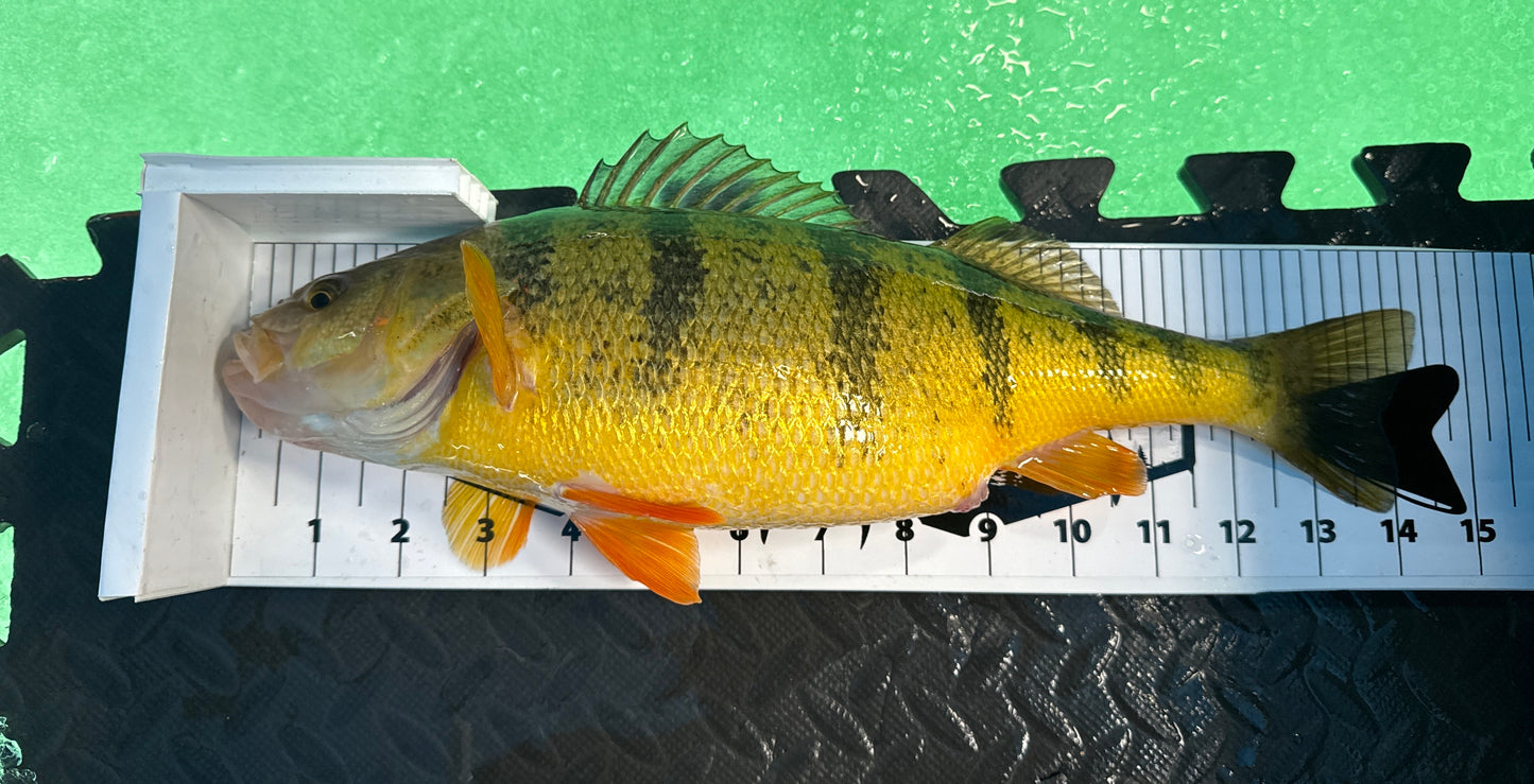 Panfish Board
