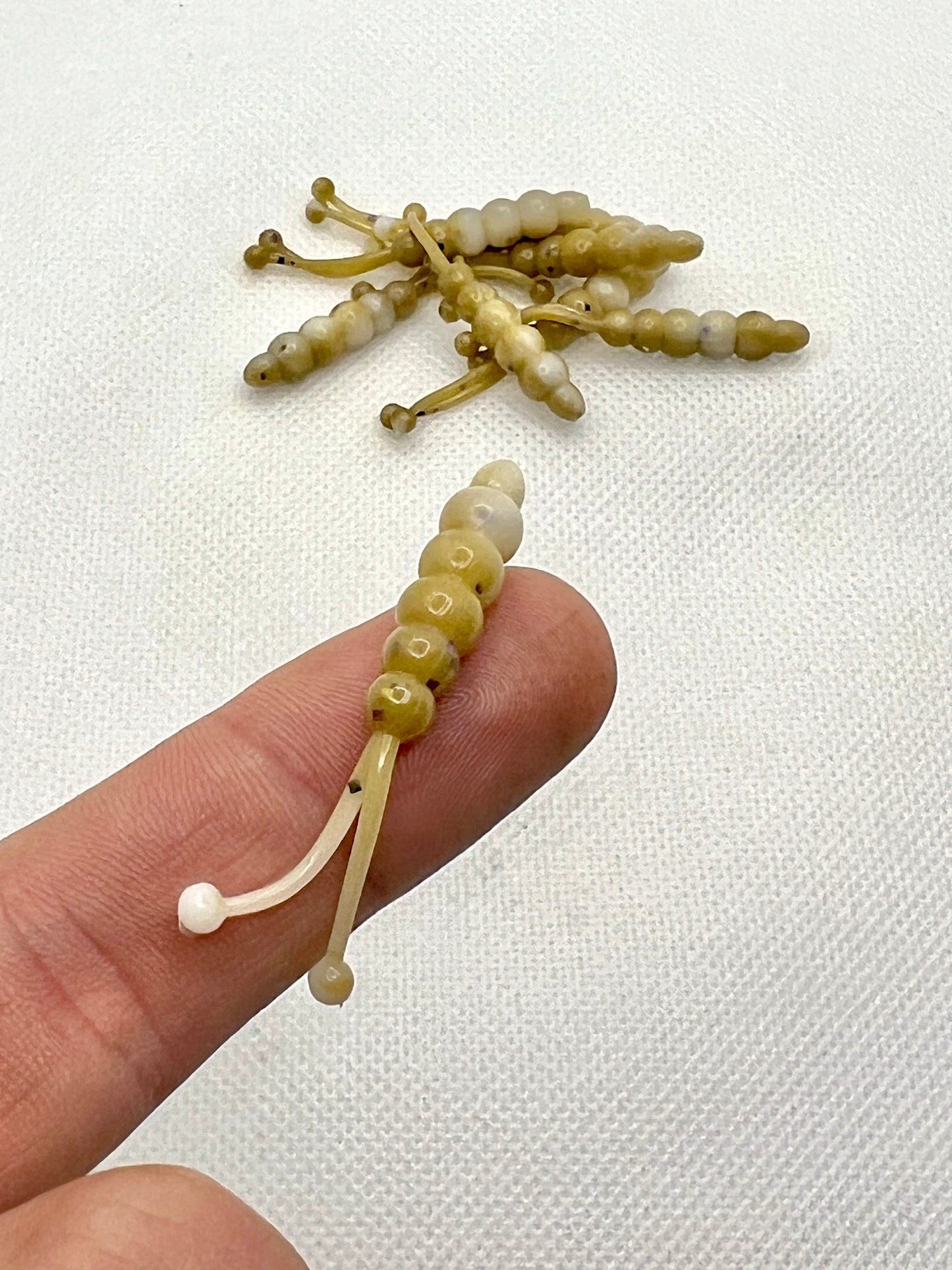 Lil Squirt (1.8")