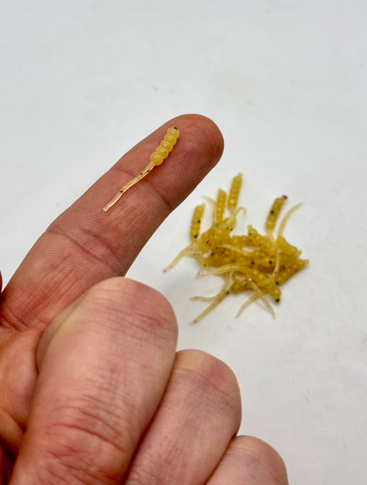 Lil Waxies (1.1")