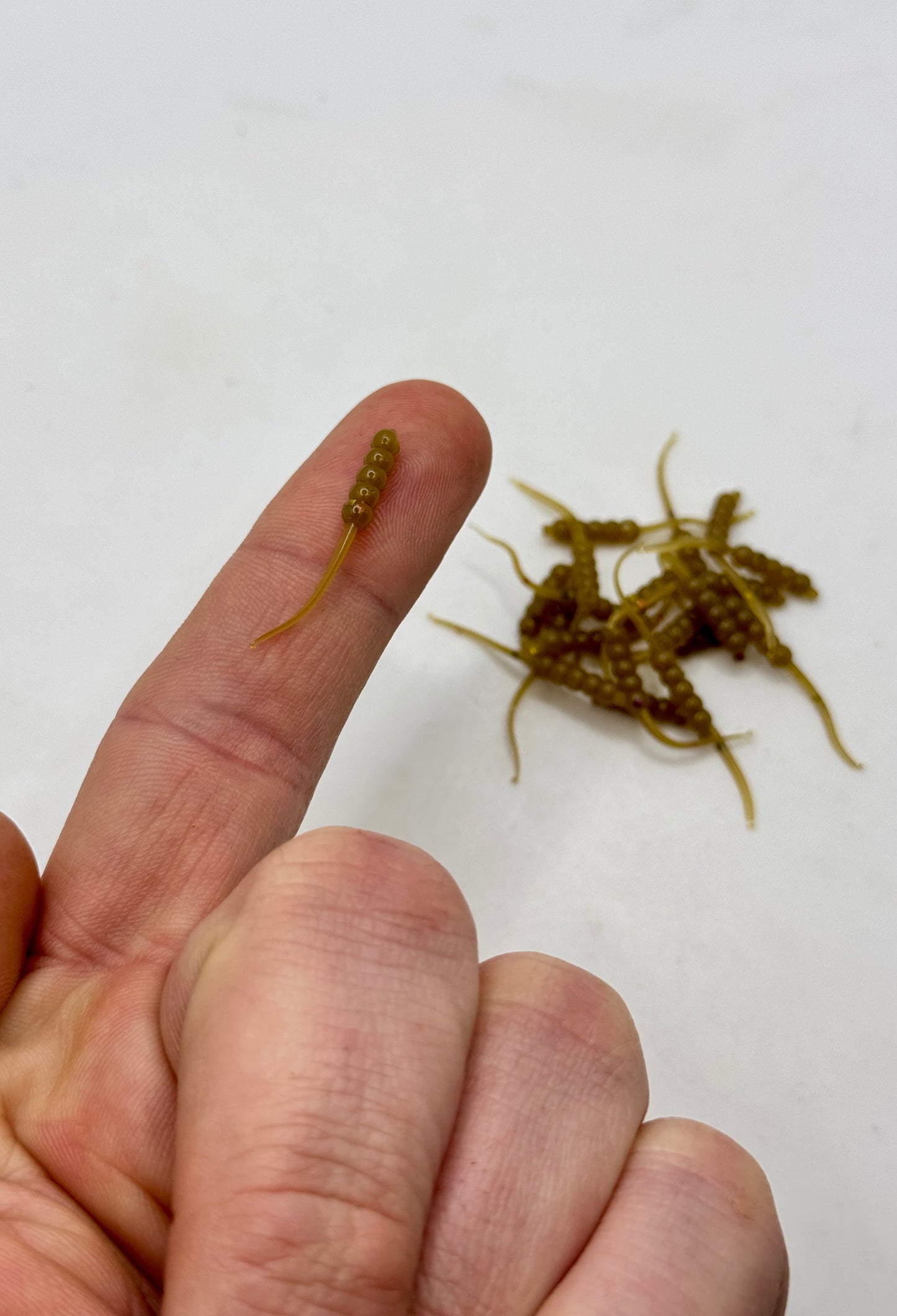 Lil Waxies (1.1")